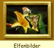 Elfenbild